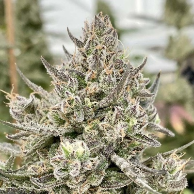 Taffy Apple Auto